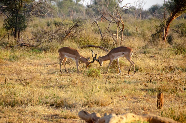 Impala Aepyceros Melampus Reserva Nacional Sudáfrica —  Fotos de Stock