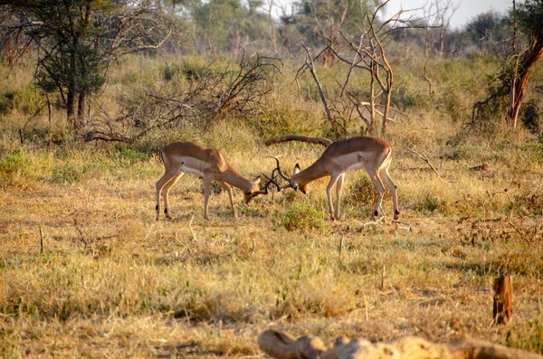 インパラ Aepyceros メラムプース 南アフリカ国立保護区 — ストック写真