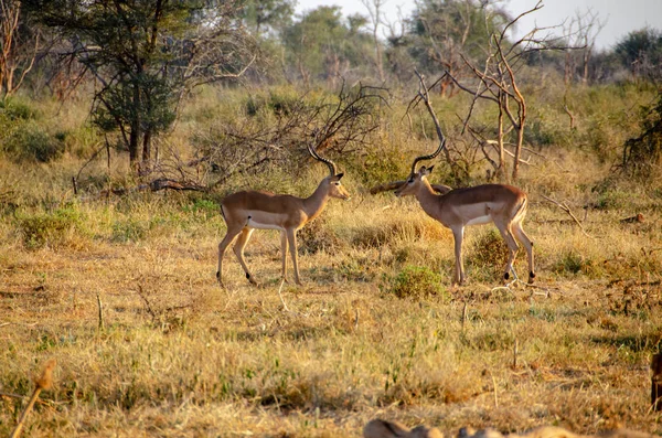 Impala Aepyceros Melampus Reserva Nacional Sudáfrica — Foto de Stock