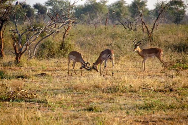 Impala Aepyceros Melampus Nationalreservat Südafrika — Stockfoto
