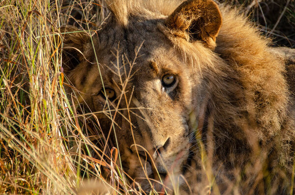 Lion in the grass South Africa