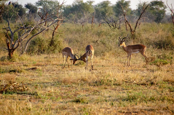 Impala Aepyceros Melampus National Reserve Güney Afrika — Stok fotoğraf
