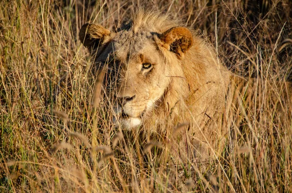 Löwe Gras Südafrika — Stockfoto