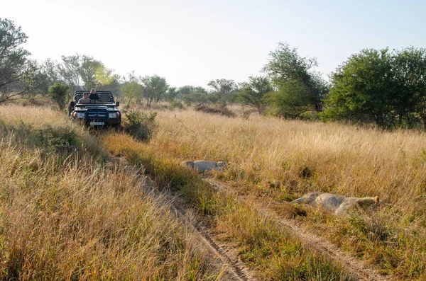 Turismo Safari Jeep Buscando Leones Africanos Parque Nacional Kruger Sudáfrica — Foto de Stock