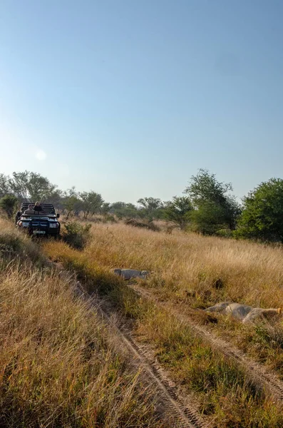 Turismo Safari Jeep Buscando Leones Africanos Parque Nacional Kruger Sudáfrica — Foto de Stock