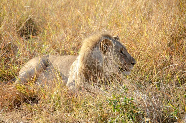 Leão Grama África Sul — Fotografia de Stock