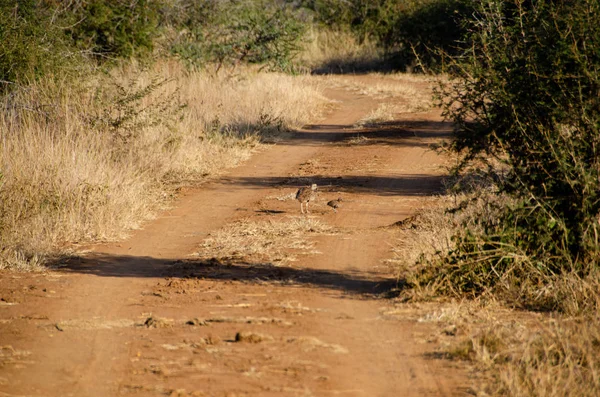 Bustard Vientre Blanco Corán Vientre Blanco Reserva Nacional Sudáfrica — Foto de Stock