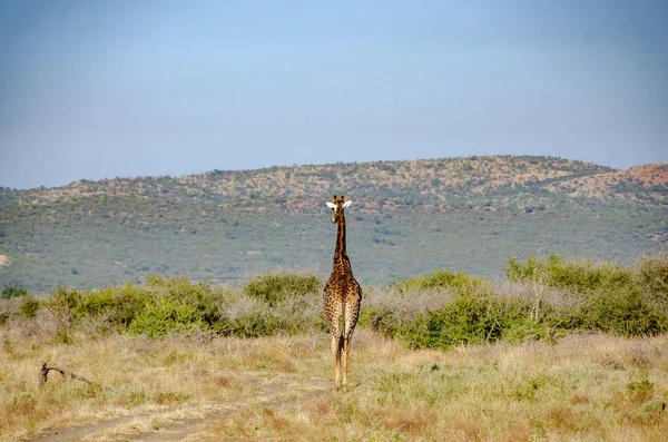 Girafa Parque Nacional África Sul — Fotografia de Stock
