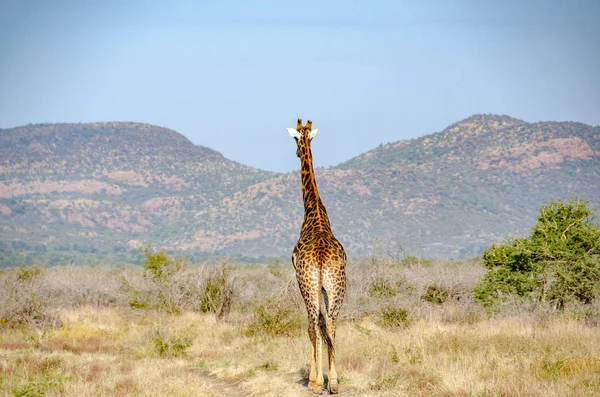 Zürafa National Park Güney Afrika — Stok fotoğraf