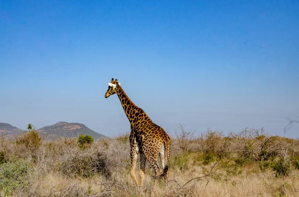 Zürafa National Park Güney Afrika — Stok fotoğraf