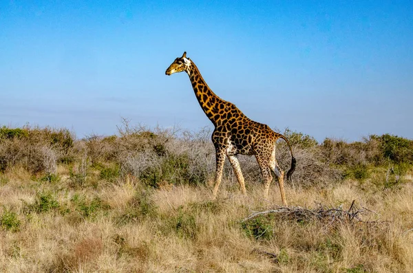 Giraffe Nationalpark Südafrika — Stockfoto