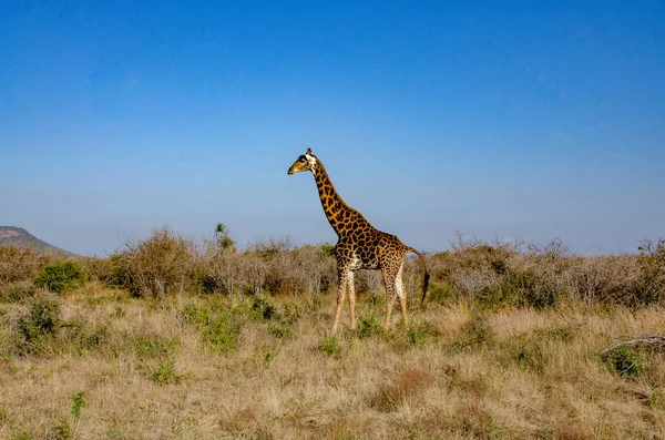 Giraffe Nationalpark Südafrika — Stockfoto