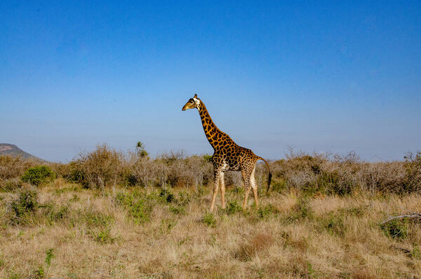 Giraffe in the National Park, South Africa