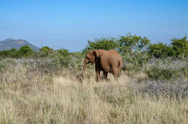 Elephant South Africa National Park — Stock Photo, Image