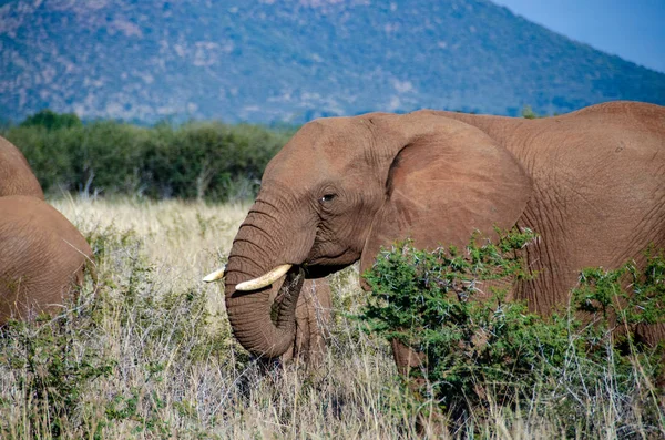 Elephant South Africa National Park — Stock Photo, Image