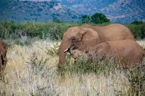 Ελέφαντας Νότιας Αφρικής Εθνικό Πάρκο — Φωτογραφία Αρχείου