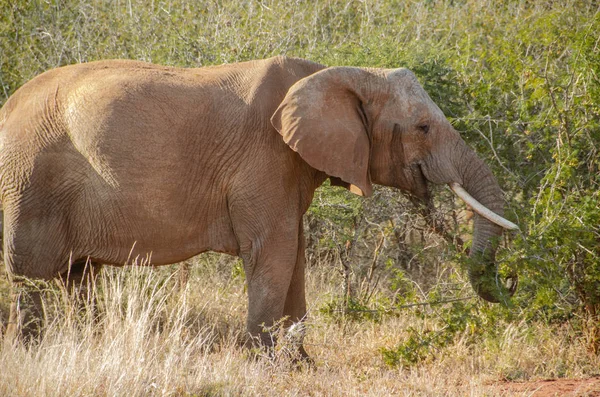 Elefante Parque Nacional África Sul — Fotografia de Stock