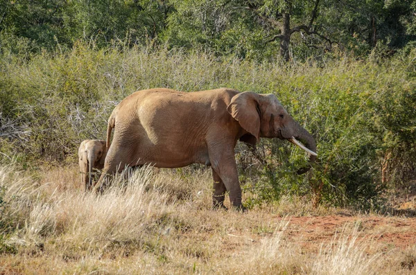 Baby Elephant Matką Park Narodowy Republice Południowej Afryki — Zdjęcie stockowe