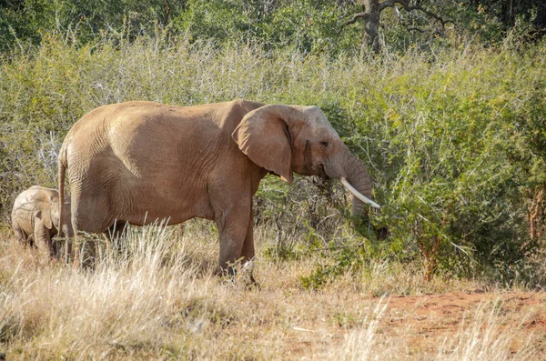 Baby Elephant Matką Park Narodowy Republice Południowej Afryki — Zdjęcie stockowe
