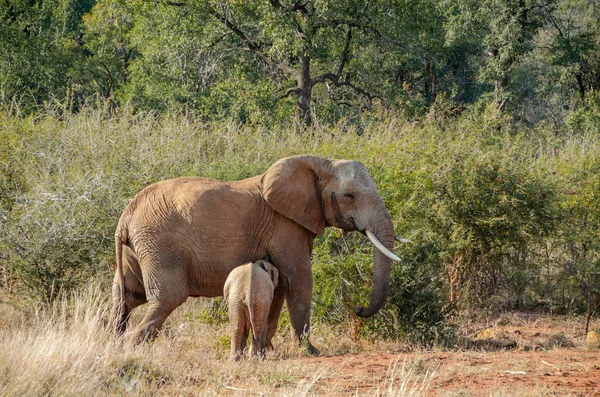 Baby Elephant Matką Park Narodowy Republice Południowej Afryki — Zdjęcie stockowe