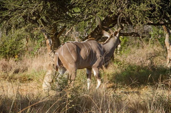 Antílope Macho Kudu Tragelaphus Strepsiceros África Sul — Fotografia de Stock