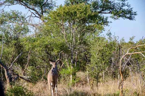 Antílope Kudu Macho Tragelaphus Strepsiceros Sudáfrica — Foto de Stock