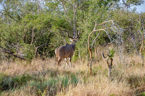 Manliga Kudu Antilop Tragelaphus Strepsiceros Sydafrika — Stockfoto