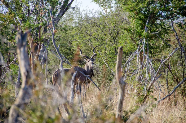 Férfi Kudu Antilop Tragelaphus Strepsiceros Dél Afrikai Köztársaság — Stock Fotó