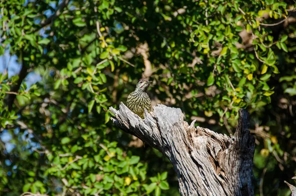 Golden Tailed Woodpecker Campethera Abingoni Single Bird Branch South Africa — Stock Photo, Image