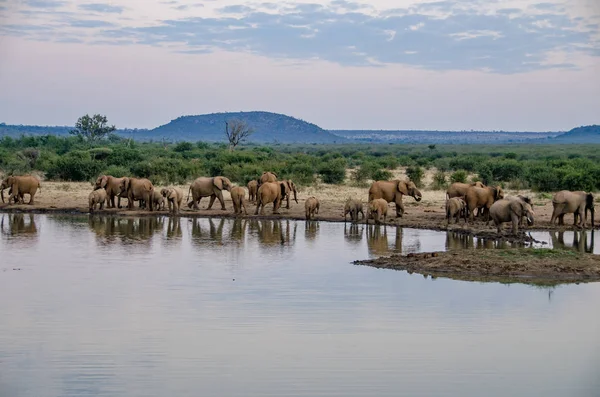 Una Manada Elefantes Africanos Bebiendo Pozo Agua Fangoso Parque Nacional Fotos De Stock Sin Royalties Gratis