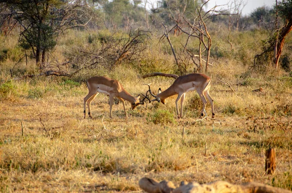 Impala Aepyceros Melampus Reserva Nacional África Sul Fotos De Bancos De Imagens Sem Royalties
