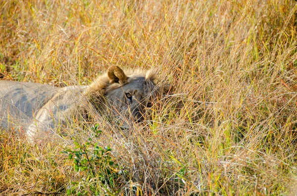 León Hierba Sudáfrica Imagen De Stock