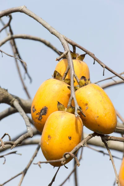 Caco Ovoce Stromě Jihovýchodní Asii — Stock fotografie