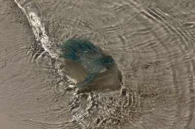 kum, düşük tide üzerinde küçük denizanası