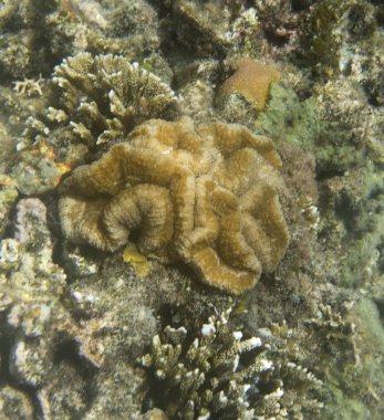 Mercan Denizi vanjica Adaları, Sulawesi, Endonezya