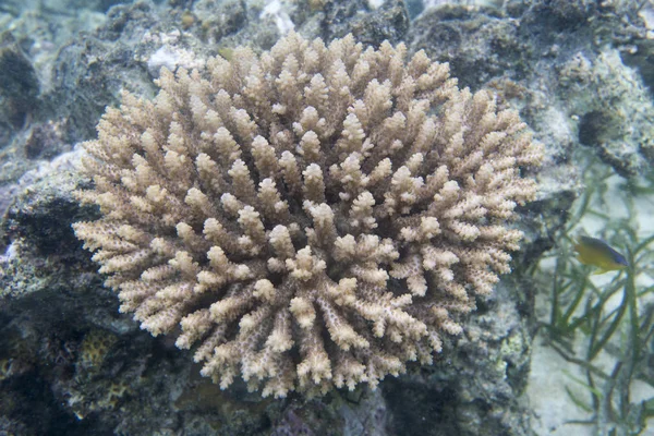 Koraller i havet av Togian öarna — Stockfoto