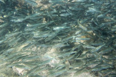 Endonezya, Sulawesi 'deki Togian adaları denizinde balık sürüsü