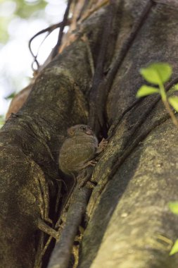 tarsius Tangkoko Milli Parkı, bir ağaç üzerinde