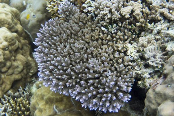 Korallen im Meer der togischen Inseln — Stockfoto