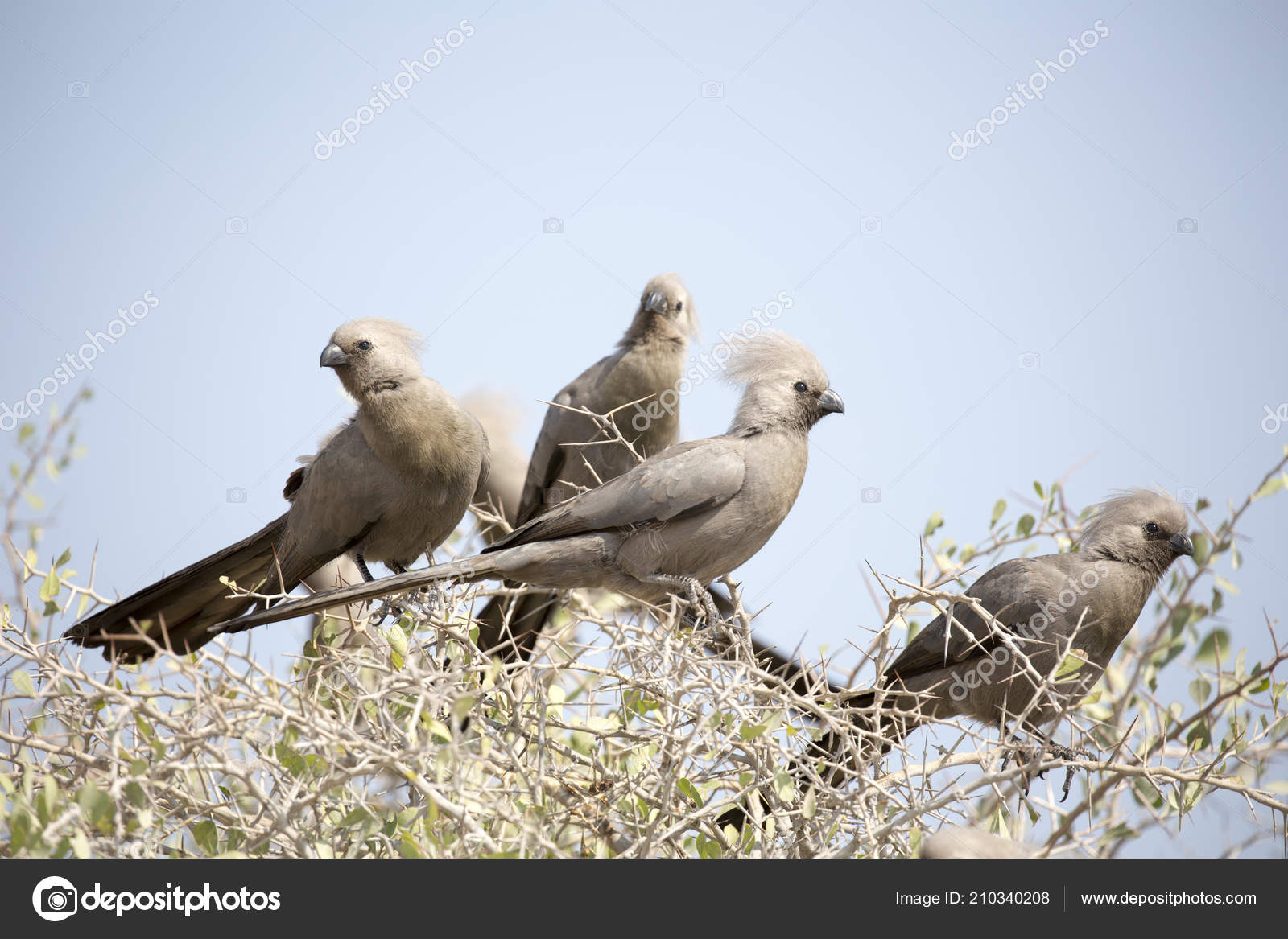 Away Oiseau Sur Buisson Namibie Photographie