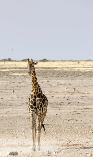 Girafe Solitaire Dans Savane Namibienne — Photo