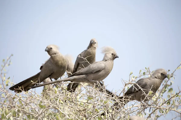 Uccello Viaggio Cespuglio Namibia — Foto Stock