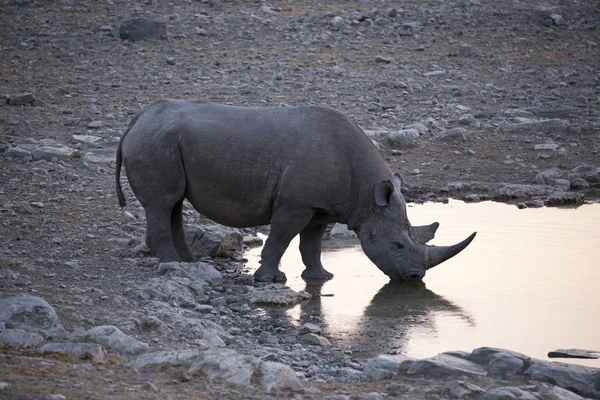 Rhino Drinking Water Sunset Namibia — Stock Photo, Image
