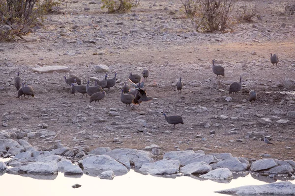 Två Hjälmar Pärlhöns Kämpar Etosha National Park Namibia — Stockfoto