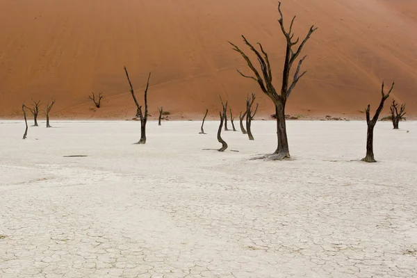 Vista Árboles Muertos Zona Sossusvlei Namibia — Foto de Stock