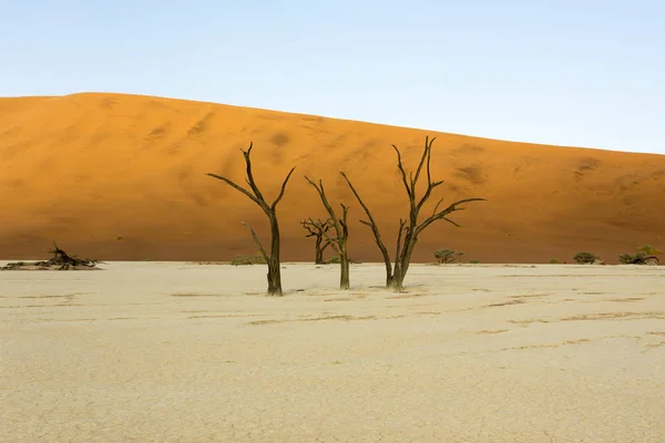 Vista Árboles Muertos Zona Sossusvlei Namibia — Foto de Stock