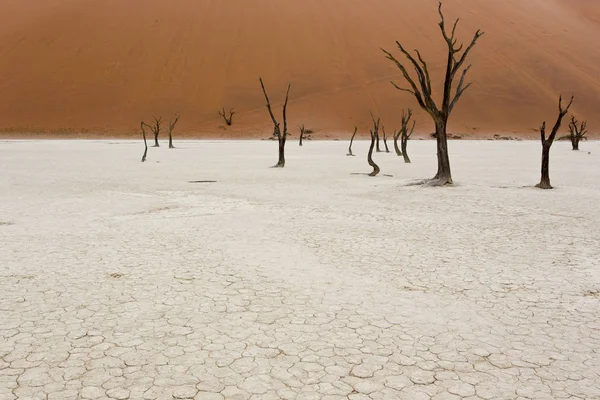 Vista Árboles Muertos Zona Sossusvlei Namibia — Foto de Stock