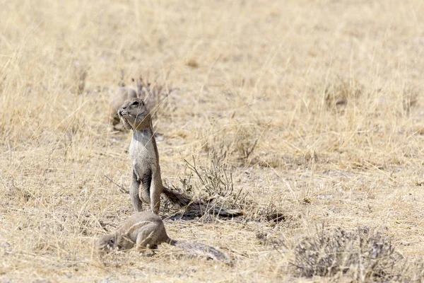 Ακρωτήριο Εδάφους Σκίουρος Στη Ναμίμπια Κατά Διάρκεια Του Χειμώνα — Φωτογραφία Αρχείου