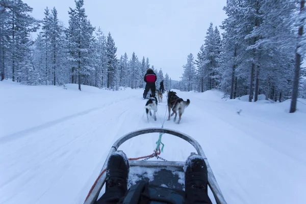 Saariselka Finaland Diciembre 2017 Trineo Perros Laponia Durante Noche Polar — Foto de Stock