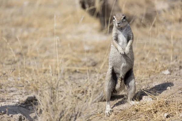 Cape ground squirrel in Namibia during winter